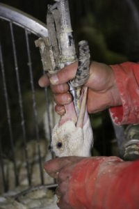 gavage du canard