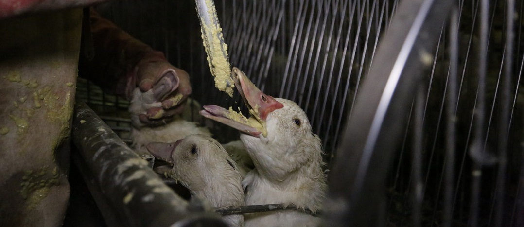 Le foie gras de nouveau interdit en Californie