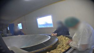 Tri des poussins