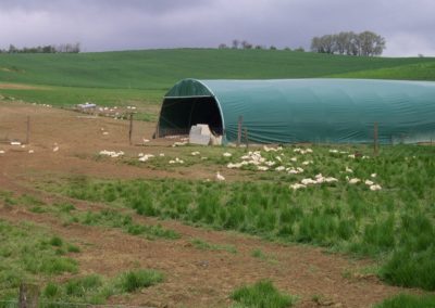 élevage des canards à foie gras