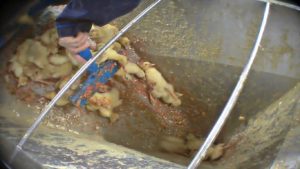broyage des canards femelles